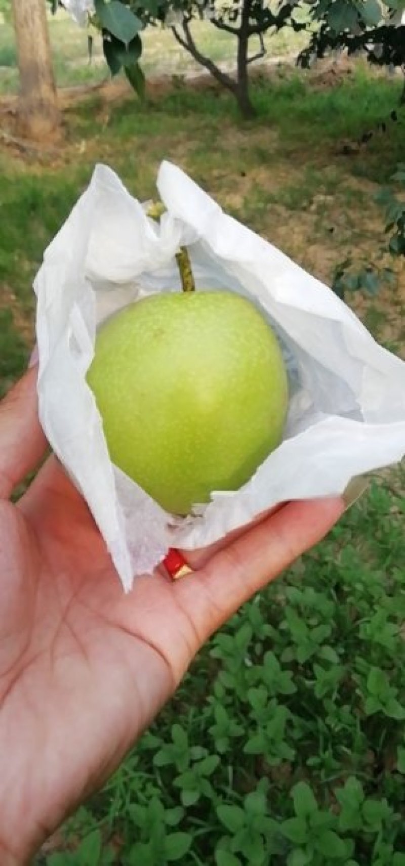 膜袋皇冠梨，水晶皇冠梨，腊袋皇冠梨，现在大量上市，