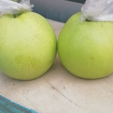 膜袋皇冠梨，水晶皇冠梨，腊袋皇冠梨，现在大量上市，