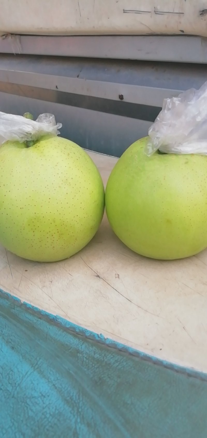 膜袋皇冠梨，水晶皇冠梨，腊袋皇冠梨，现在大量上市，