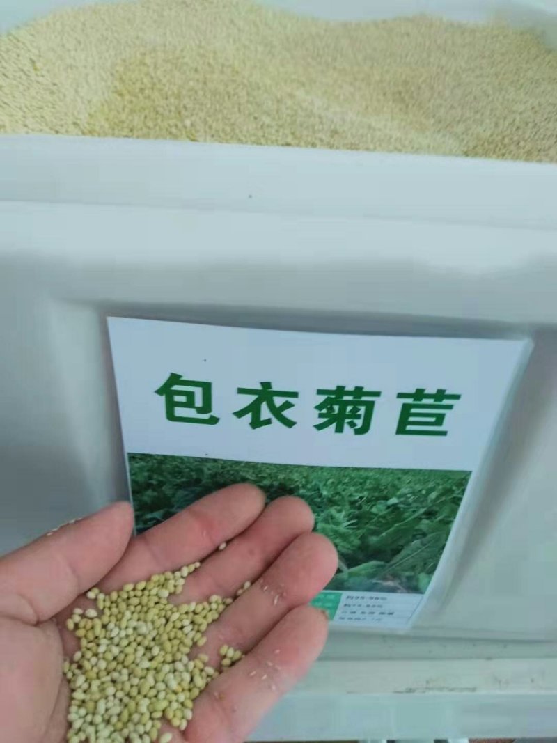 进口菊苣草子多年生四季牧草种子高产耐寒喂养鸡鸭鹅猪牛羊