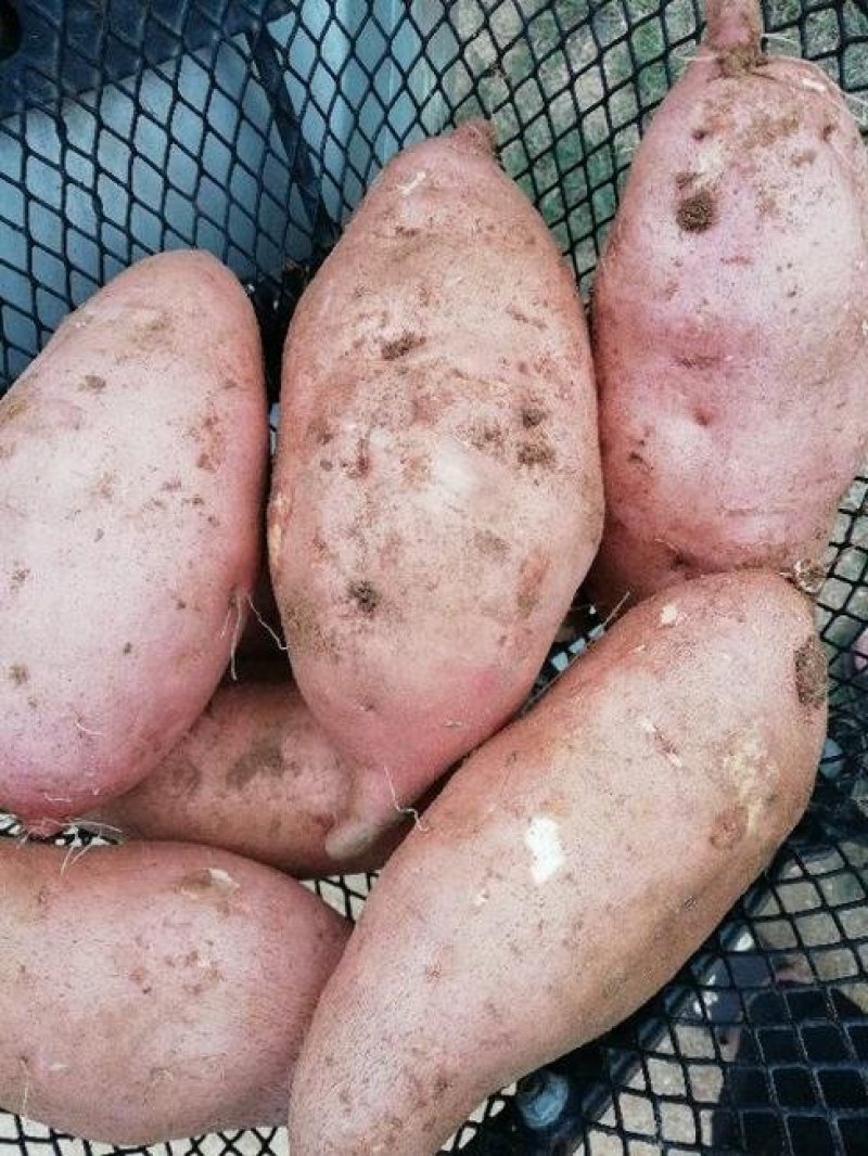 西瓜红蜜薯3两以上质量保障专业代收货源充足