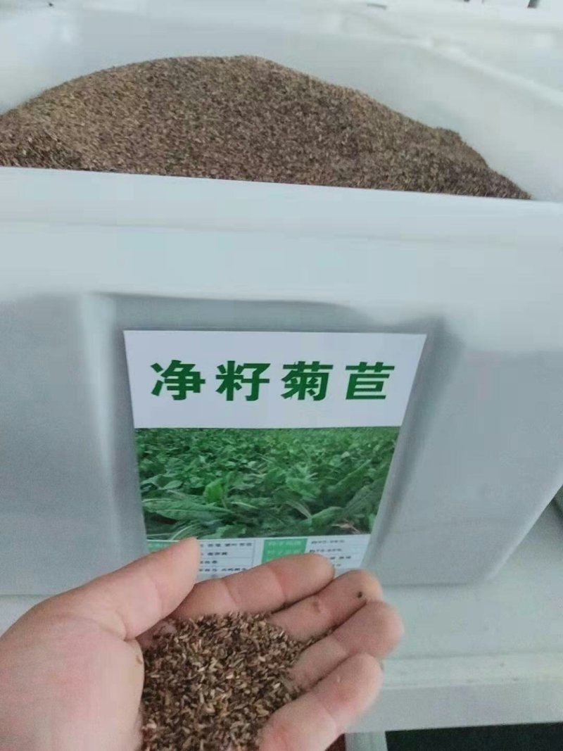 进口菊苣草子多年生四季牧草种子高产耐寒喂养鸡鸭鹅猪牛羊