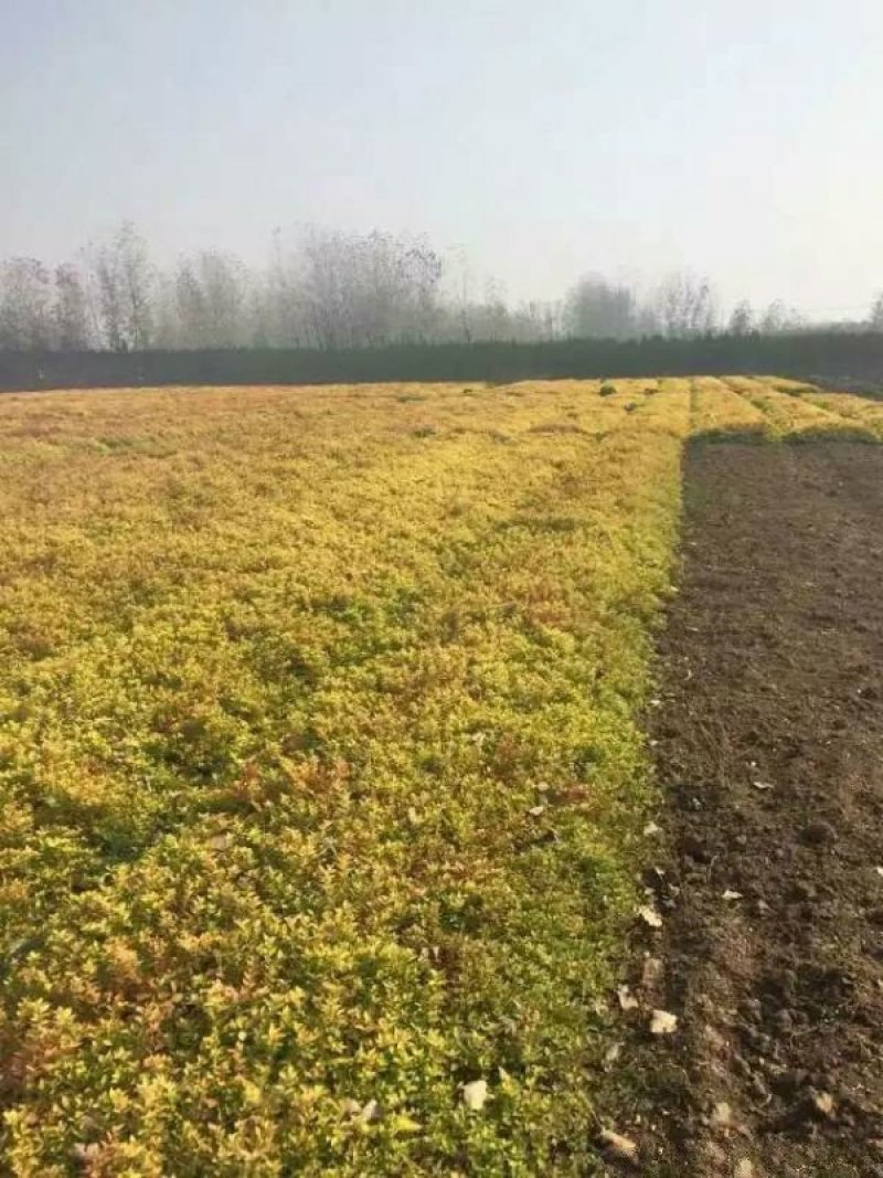 沭阳大型绣线菊种植基地大量销售中价格优惠