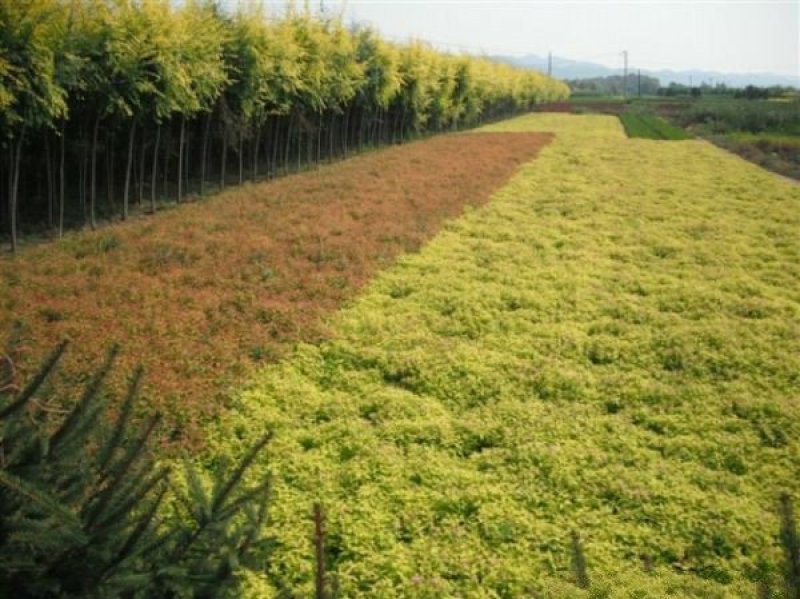 沭阳大型绣线菊种植基地大量销售中价格优惠