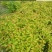 沭阳大型绣线菊种植基地大量销售中价格优惠