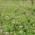 沭阳大型绣线菊种植基地大量销售中价格优惠