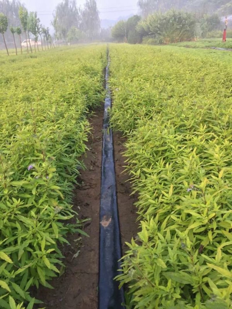 沭阳大型绣线菊种植基地大量销售中价格优惠