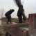 常年批发供应桑树价格优惠桑树基地销售中苗圃货
