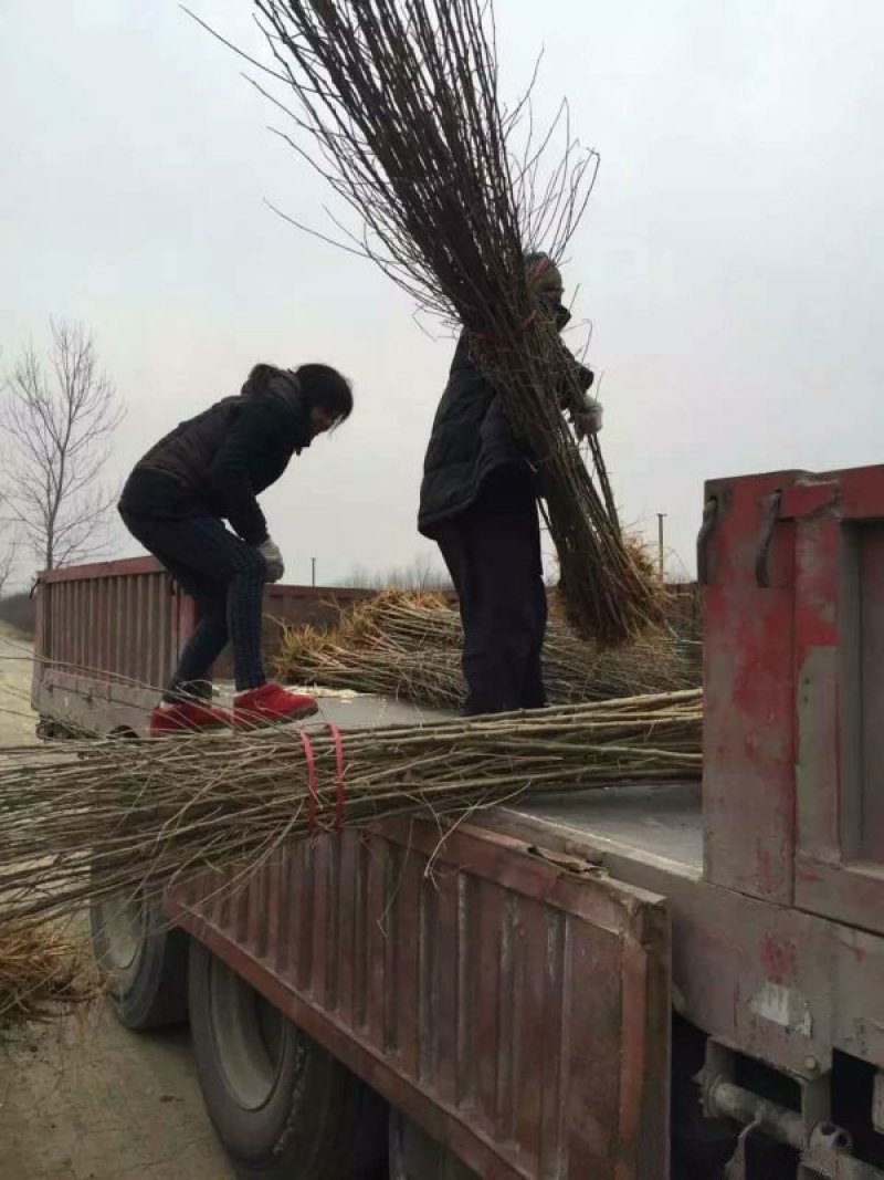 常年批发供应桑树价格优惠桑树基地销售中苗圃货