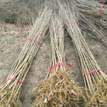 常年批发供应桑树价格优惠桑树基地销售中苗圃货