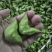 菱角大别山牛角菱角新鲜湖北黄冈蕲春货源充足