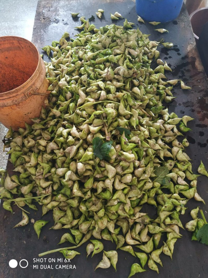 菱角大别山牛角菱角新鲜湖北黄冈蕲春货源充足