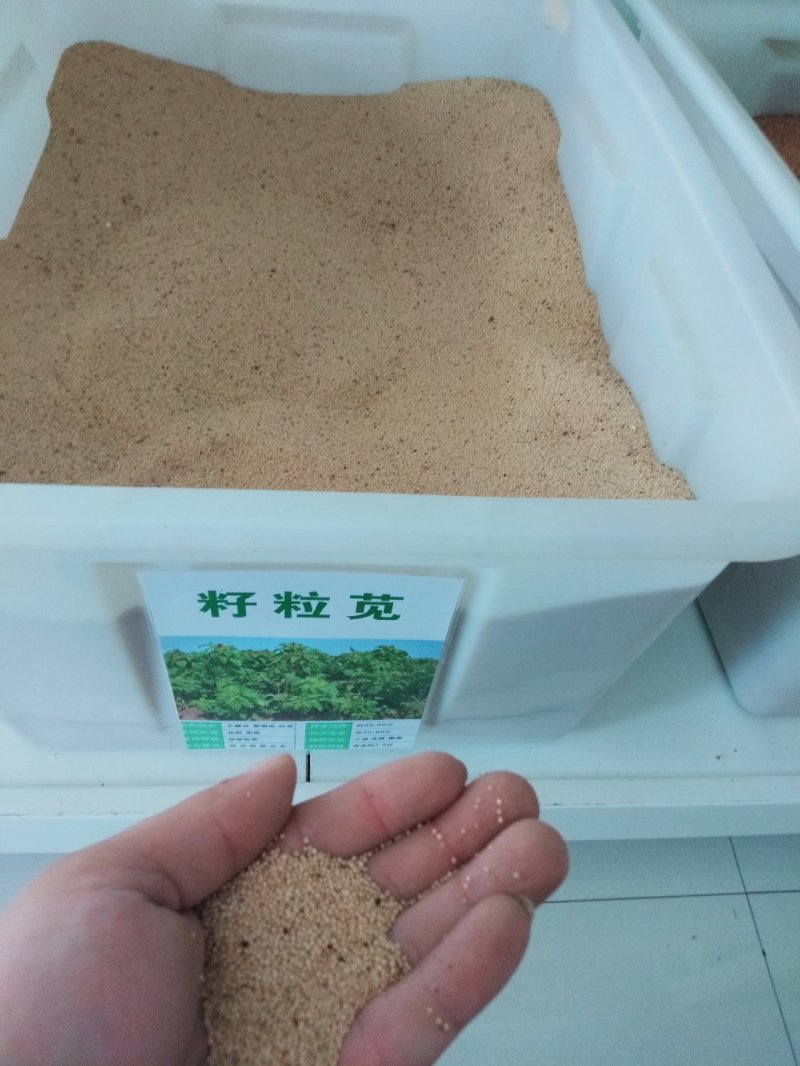 高蛋白营养丰富优质牧草种子高产美国籽粒苋草籽尾穗苋种子
