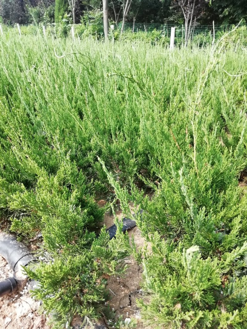 龙柏小苗高度40公分以上篱笆苗，20公分冠工程绿化苗