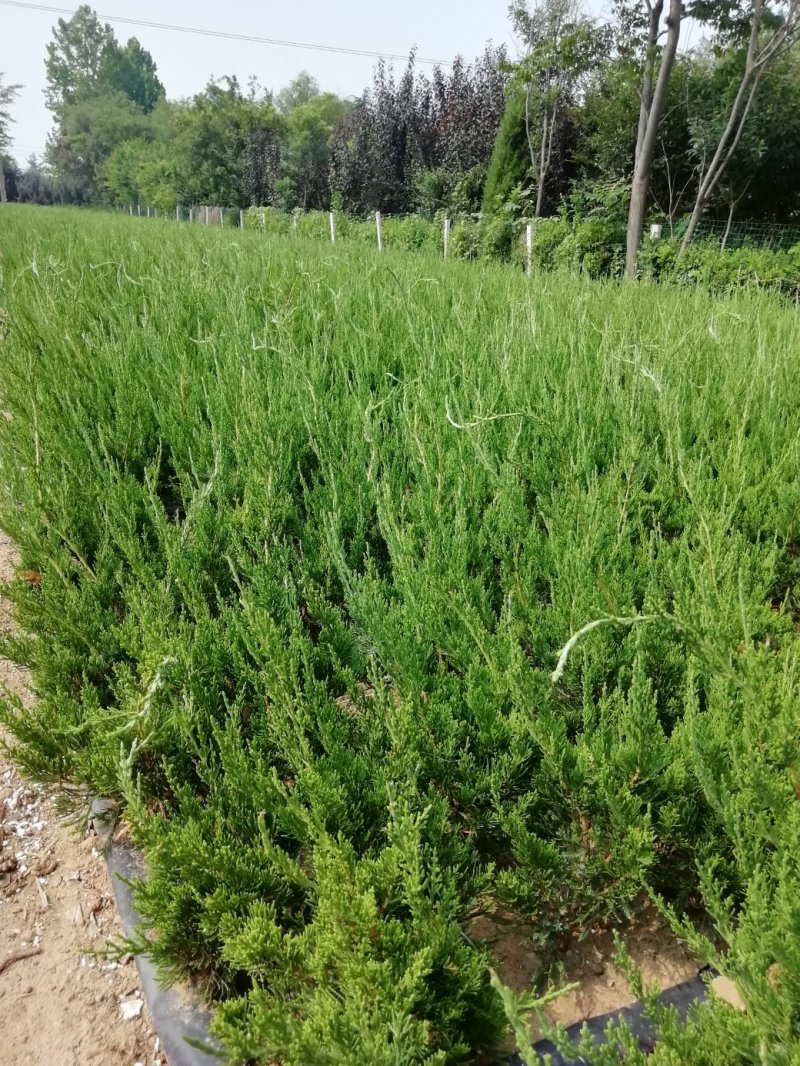 龙柏小苗高度40公分以上篱笆苗，20公分冠工程绿化苗