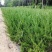 龙柏小苗高度40公分以上篱笆苗，20公分冠工程绿化苗