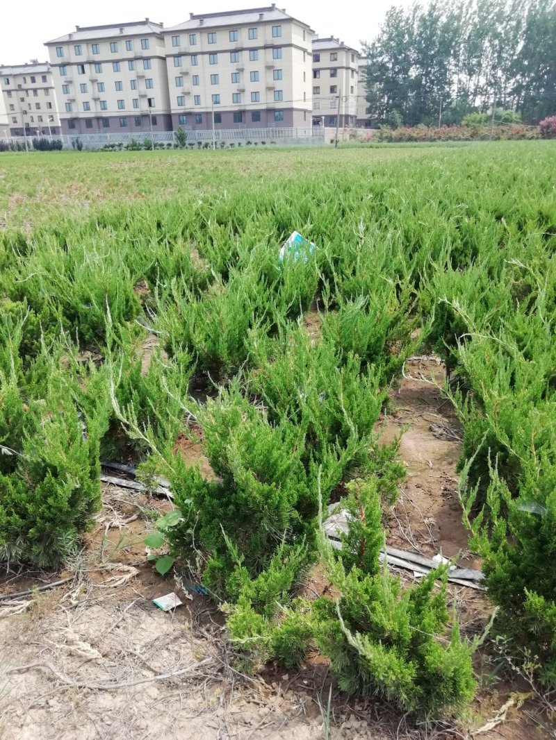 龙柏小苗高度40公分以上篱笆苗，20公分冠工程绿化苗