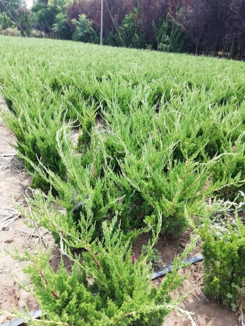 龙柏小苗高度40公分以上篱笆苗，20公分冠工程绿化苗