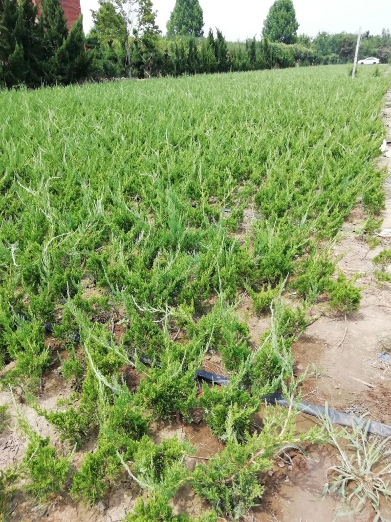 龙柏小苗高度40公分以上篱笆苗，20公分冠工程绿化苗
