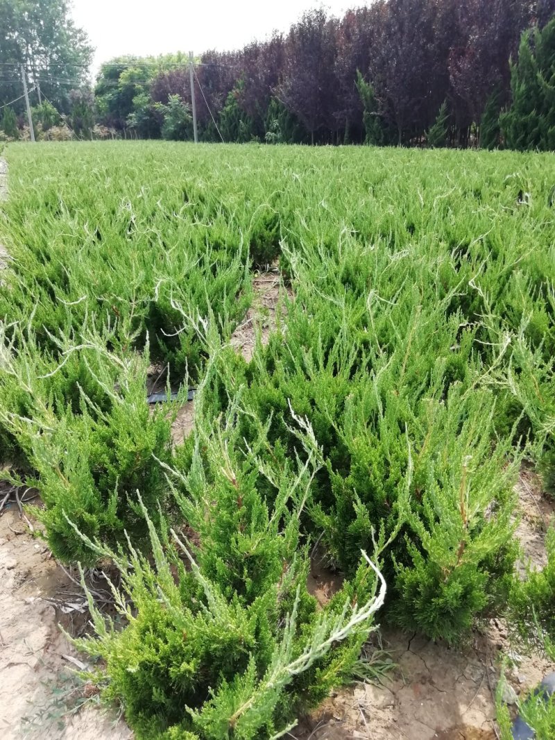 龙柏小苗高度40公分以上篱笆苗，20公分冠工程绿化苗