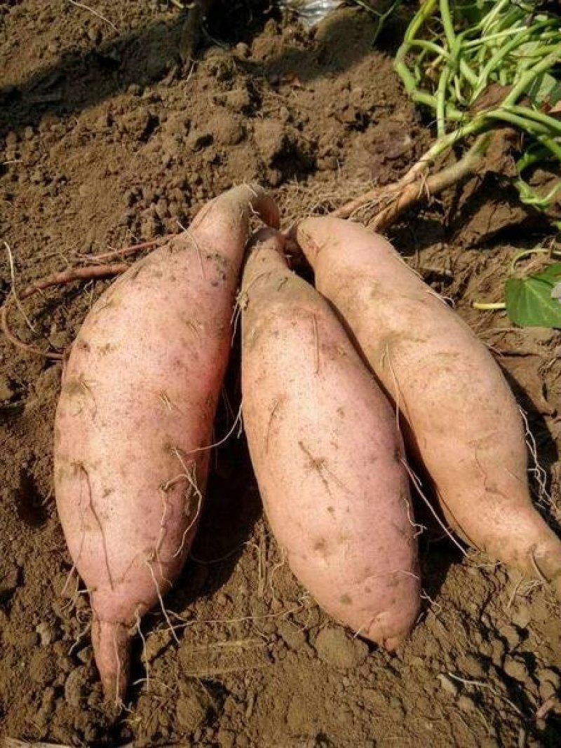 西瓜红蜜薯3两以上质量保障专业代收货源充足