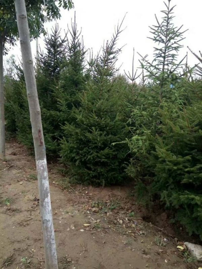 常年批发供应价云杉格优惠基地大量销售中苗圃货
