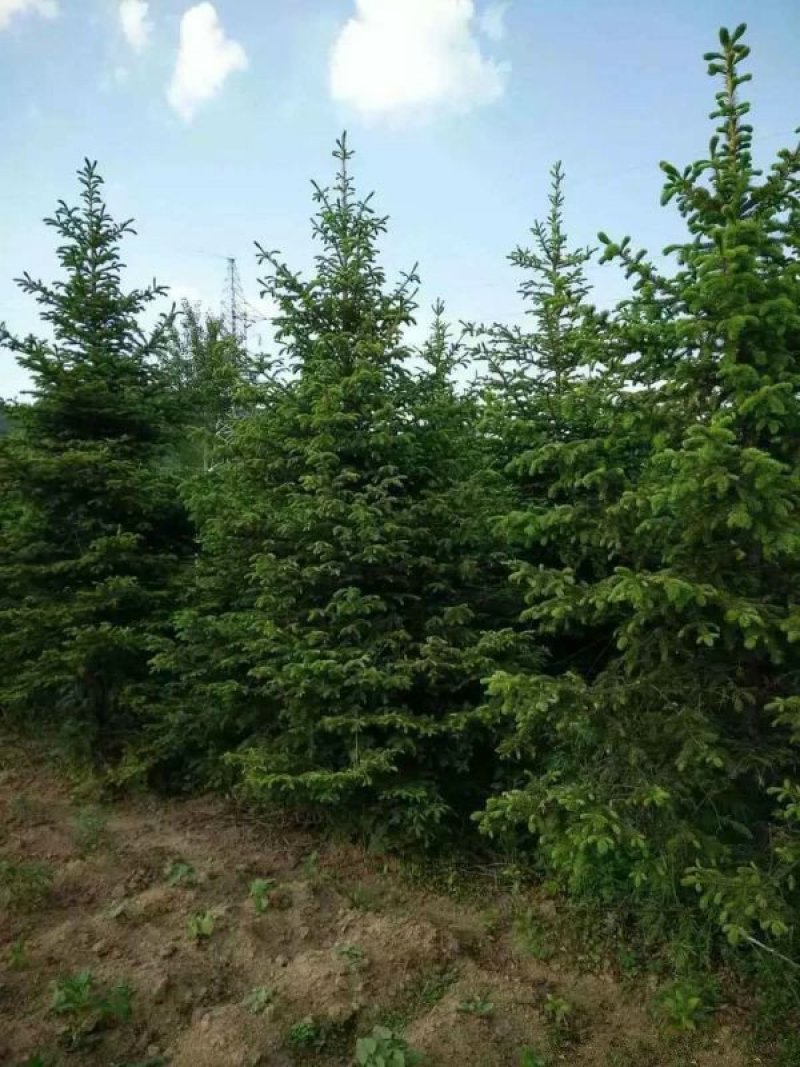 常年批发供应价云杉格优惠基地大量销售中苗圃货