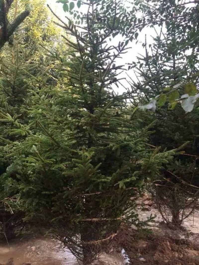 常年批发供应价云杉格优惠基地大量销售中苗圃货