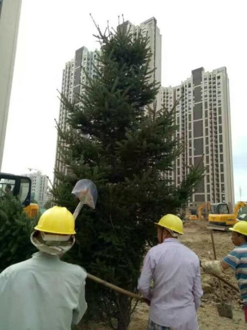常年批发供应价云杉格优惠基地大量销售中苗圃货