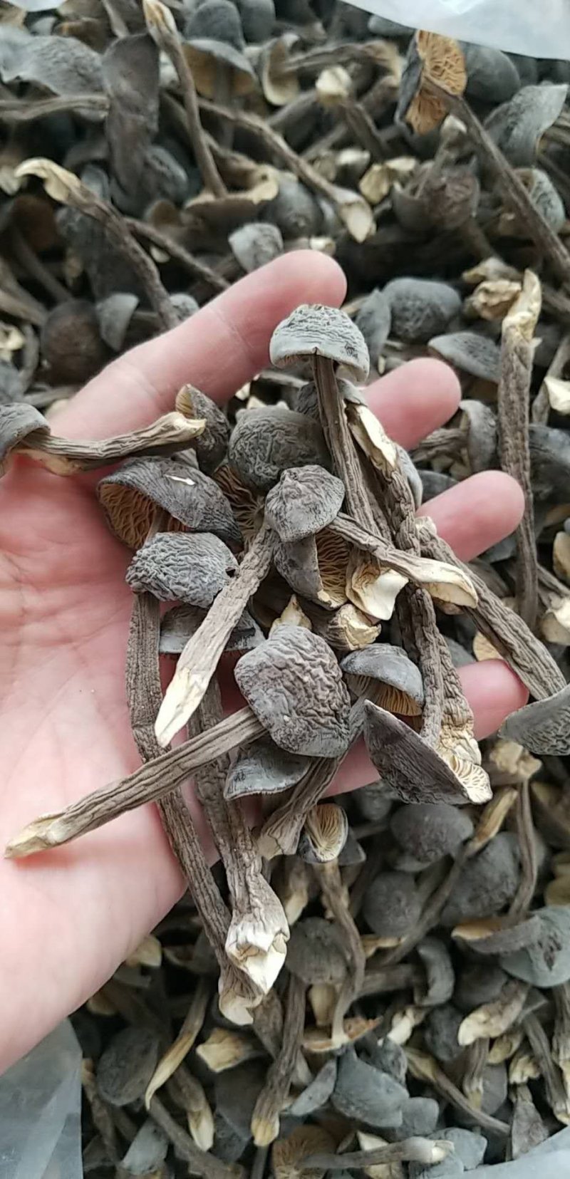 新品黑皮鸡枞菌干货剪泥脚精品特级食用菌野生菌