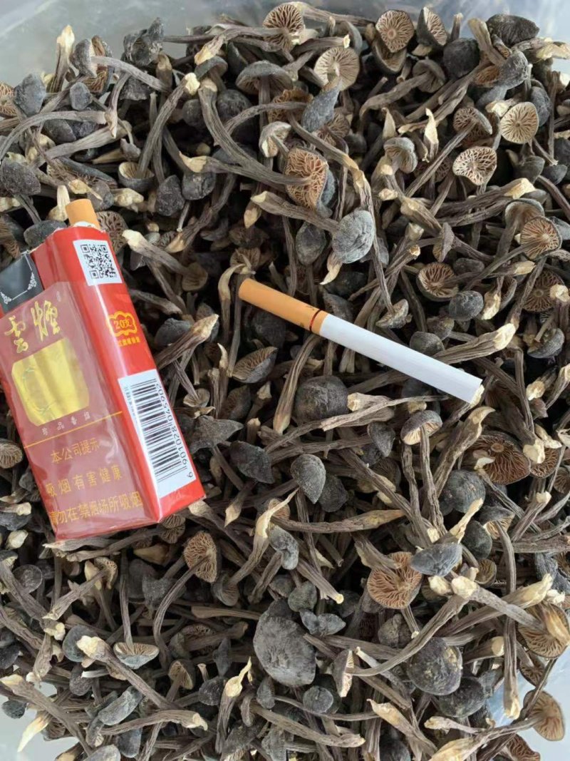 新品黑皮鸡枞菌干货剪泥脚精品特级食用菌野生菌