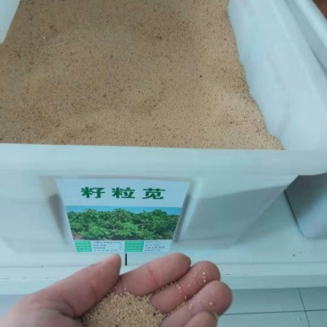 美国籽粒苋种子优质高产牧草种子营养丰富蛋白质含量高易种