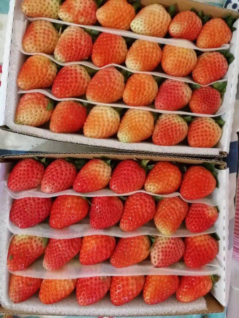 草莓