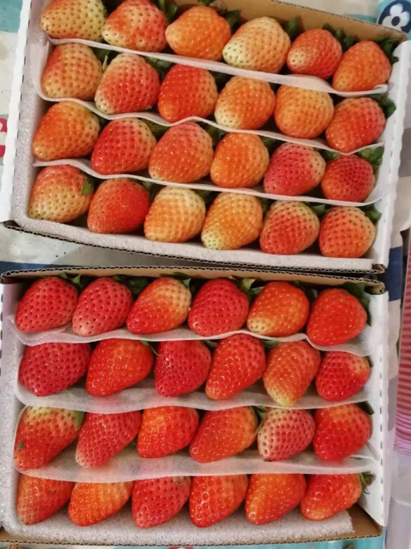 草莓