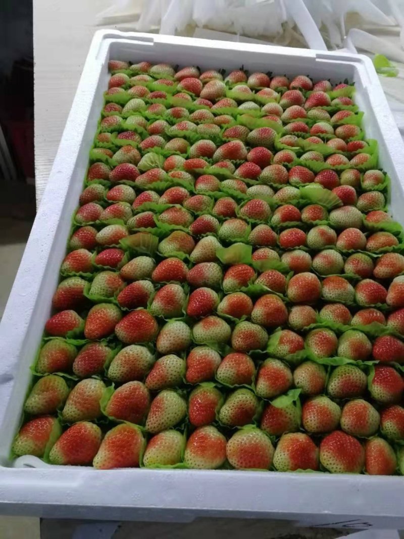 草莓