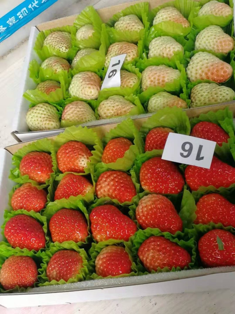 草莓
