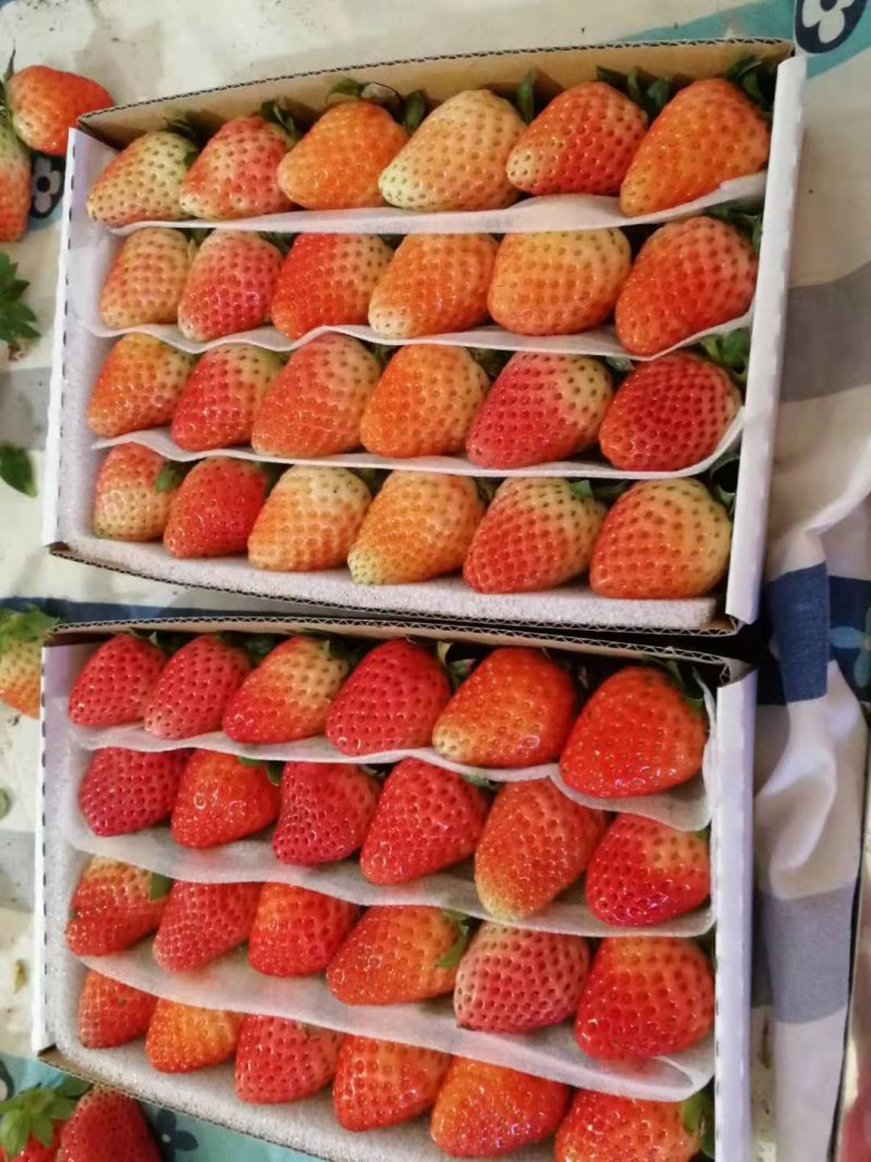 草莓