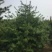 白皮松种植基地大量销售中常年供应价格优惠