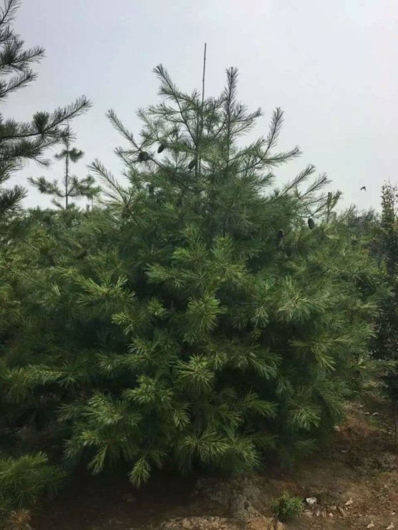 白皮松种植基地大量销售中常年供应价格优惠