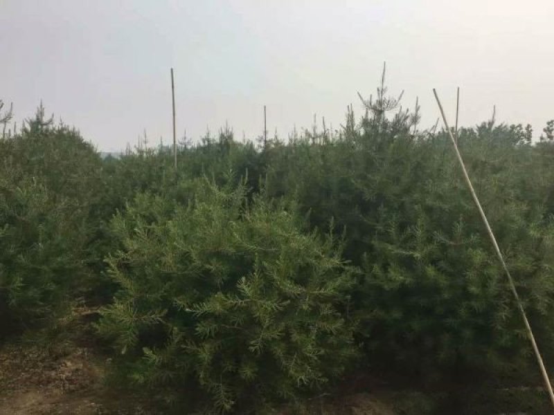 白皮松种植基地大量销售中常年供应价格优惠