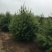 白皮松种植基地大量销售中常年供应价格优惠