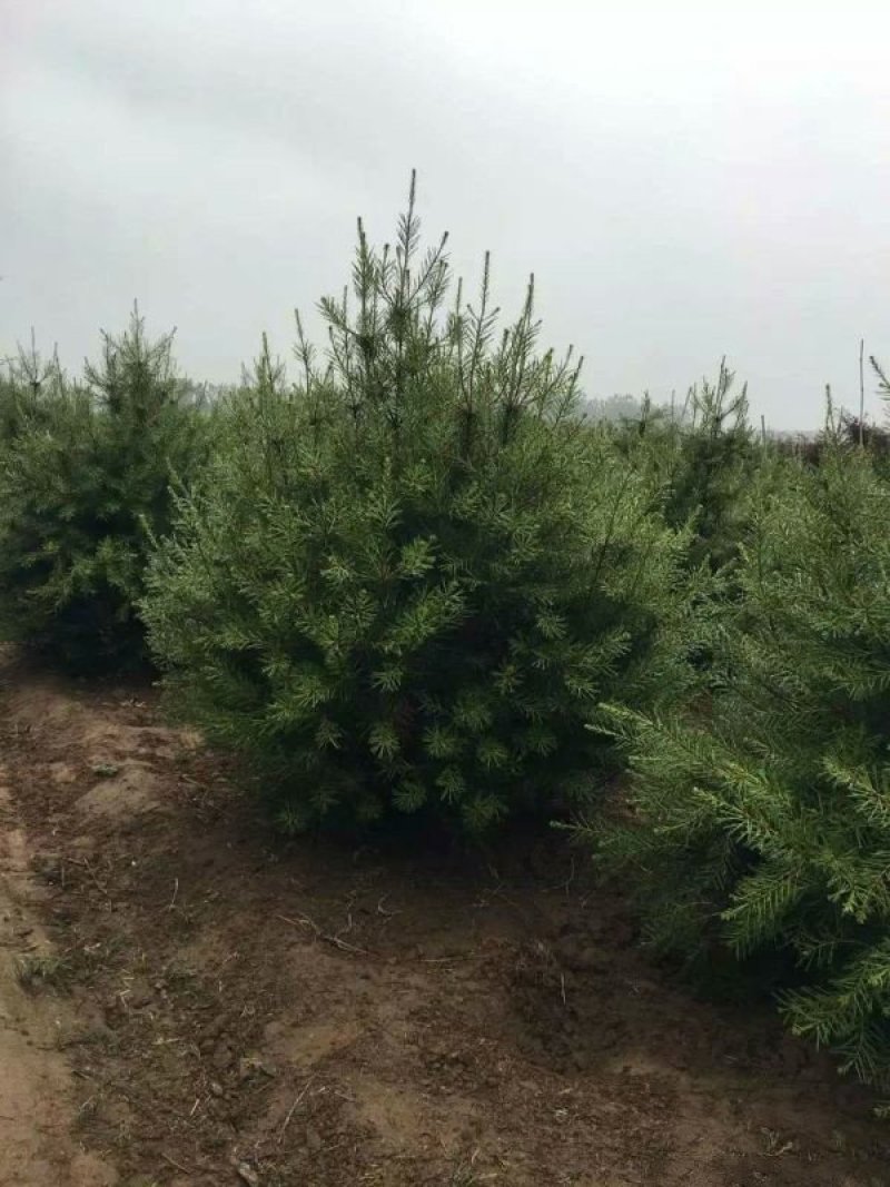 白皮松种植基地大量销售中常年供应价格优惠