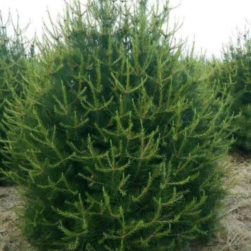 白皮松种植基地大量销售中常年供应价格优惠