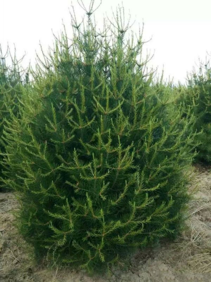 白皮松种植基地大量销售中常年供应价格优惠