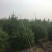 白皮松种植基地大量销售中常年供应价格优惠