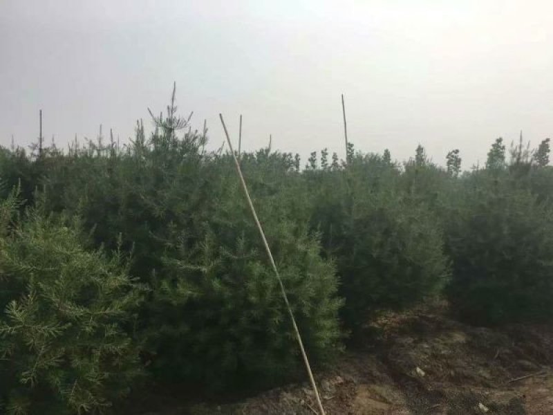 白皮松种植基地大量销售中常年供应价格优惠