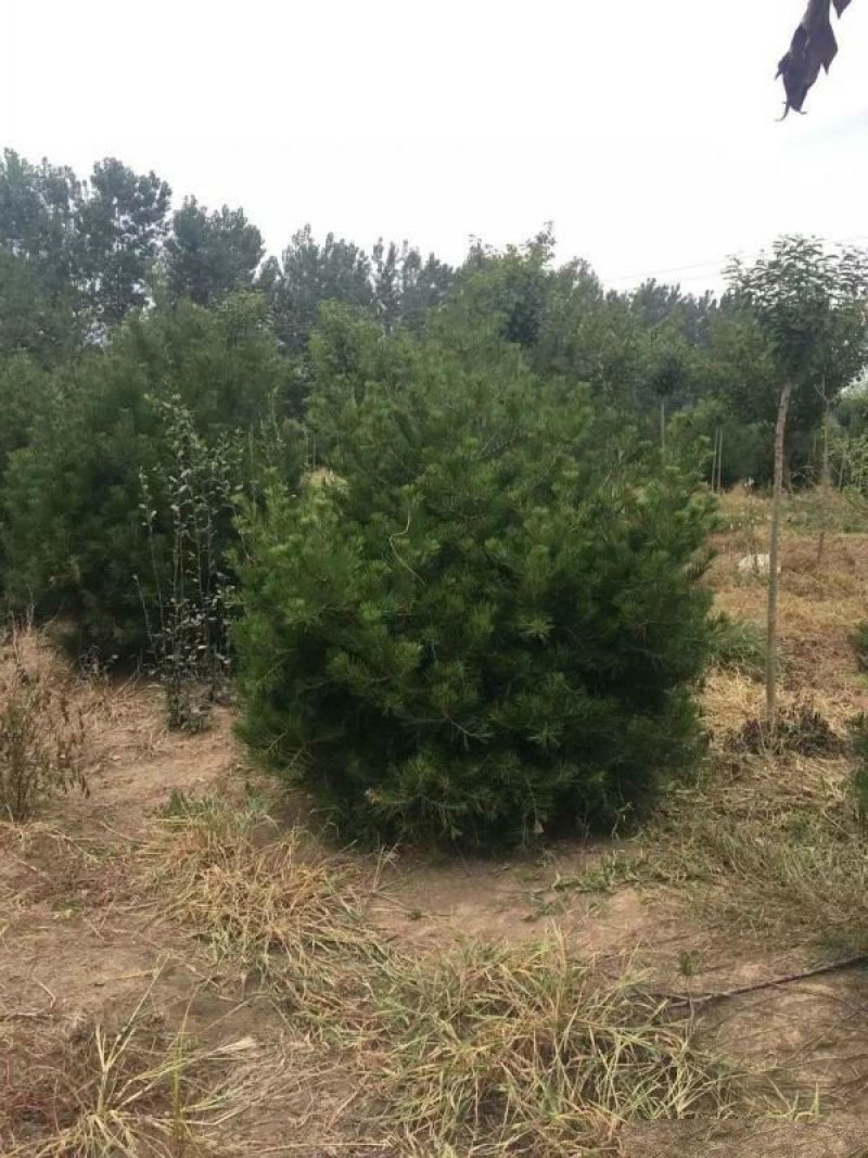 白皮松种植基地大量销售中常年供应价格优惠