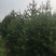 白皮松种植基地大量销售中常年供应价格优惠