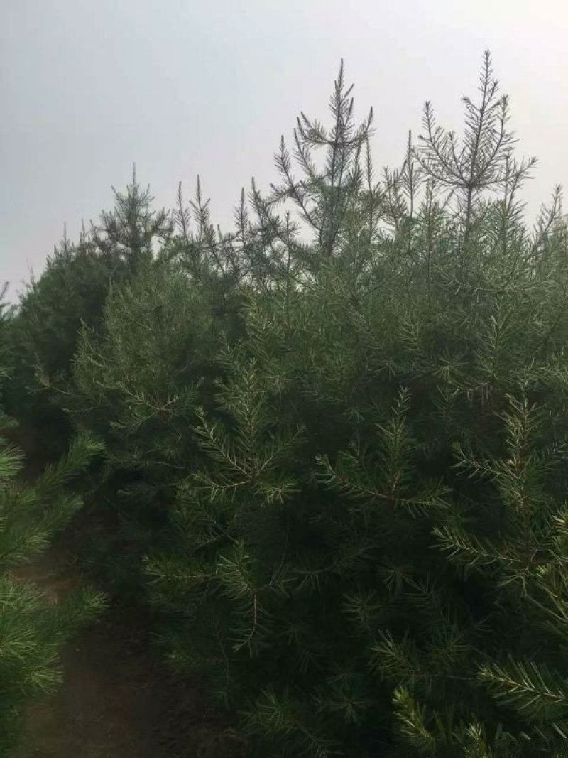 白皮松种植基地大量销售中常年供应价格优惠