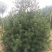 白皮松种植基地大量销售中常年供应价格优惠